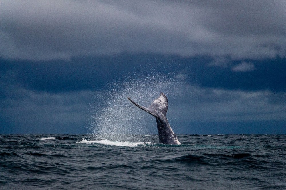 Kaikoura whale watching